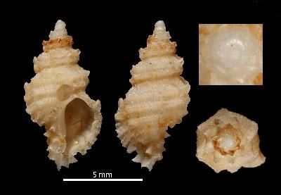 File:Murexsul diamantinus 001.jpg