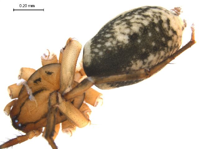 File:Nomisia aussereri.JPG