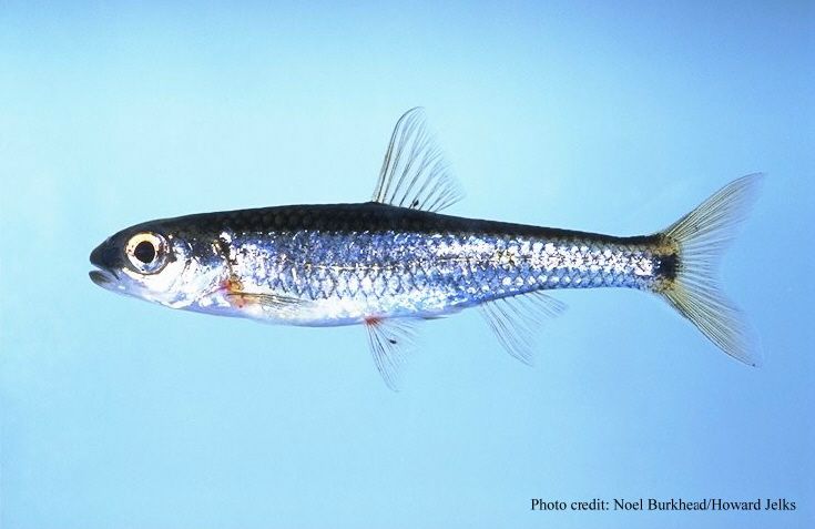 File:Notropis xaenocephalus.jpg