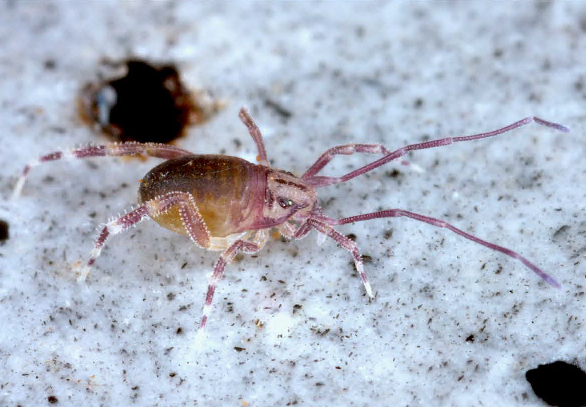 File:Opilioacarus baeticus 2 (cropped).png