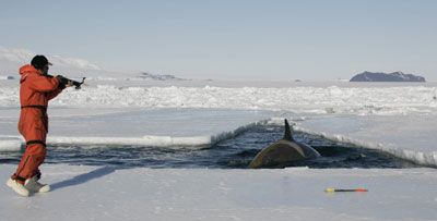 File:Orca blubber sampling.jpg