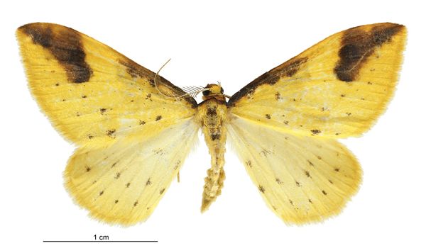 File:Orthoclydon chlorias male.jpg