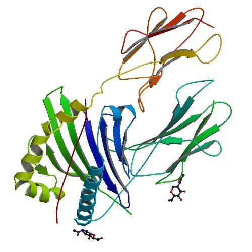 File:PBB Protein HLA-DRA image.jpg