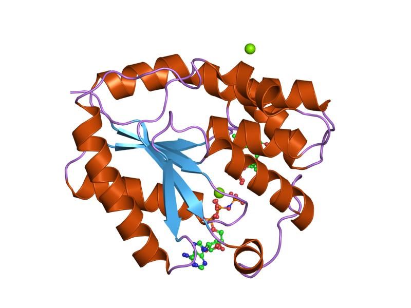 File:PDB 1e9c EBI.jpg