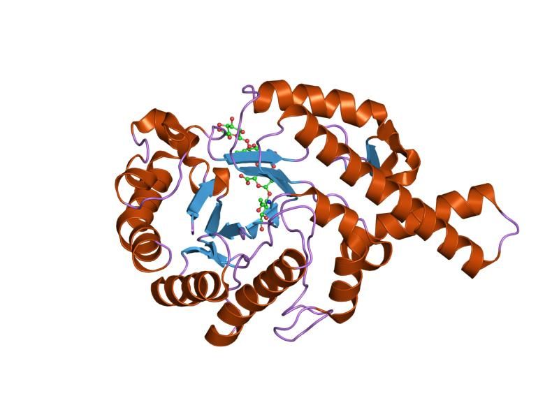 File:PDB 1fcv EBI.jpg