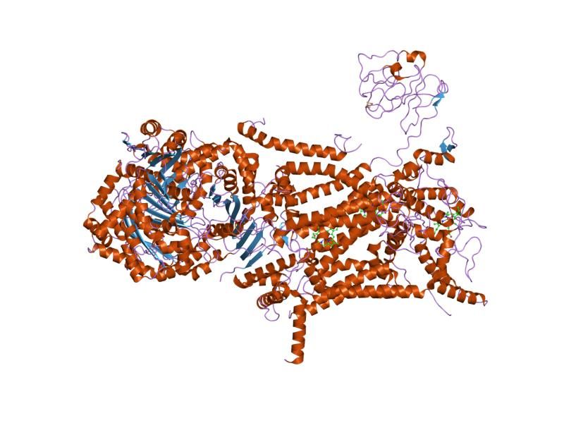 File:PDB 1l0n EBI.jpg