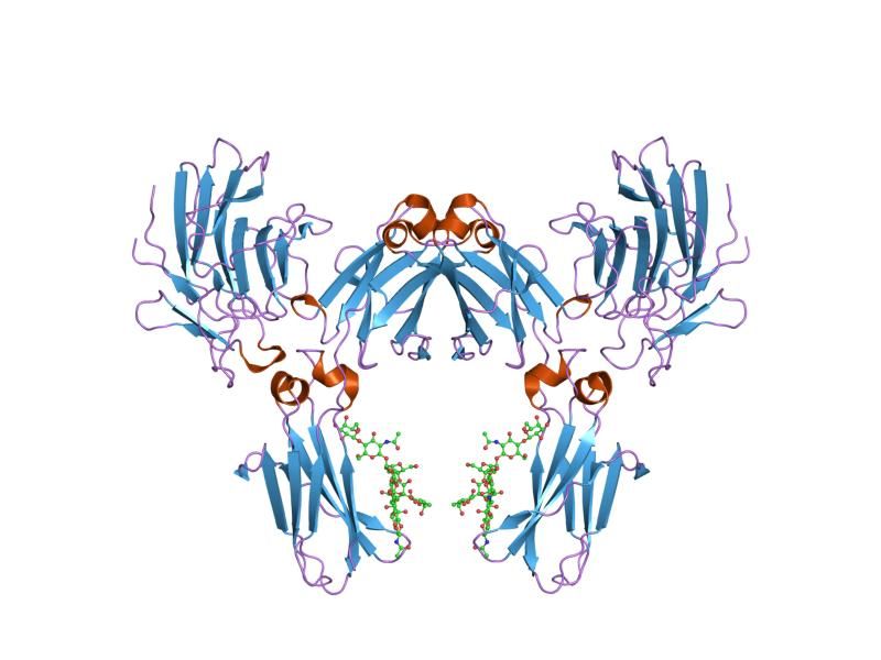 File:PDB 2iwg EBI.jpg