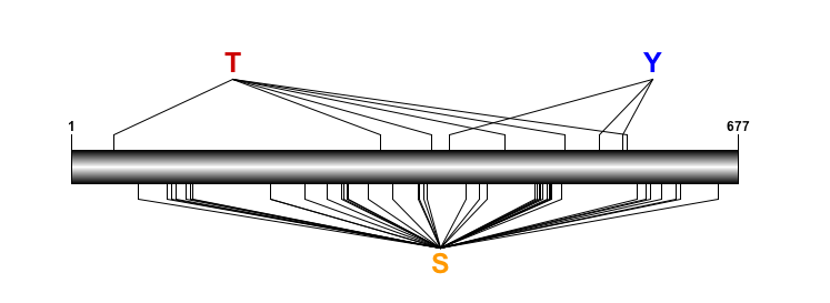 File:Phosphodiagram.png