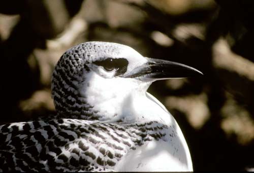 File:Red-Tailed Tropicbird.jpg