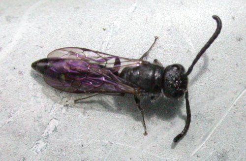 File:Sapyga quinquepunctata.jpg