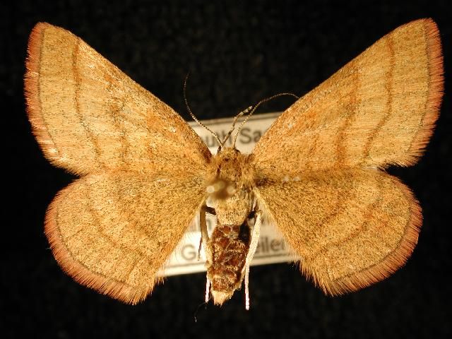 File:Scopula sentinaria1.jpg