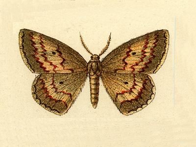 File:Semaeopus castaria.JPG