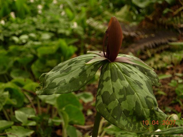 File:Trillium foetidissimum.jpg