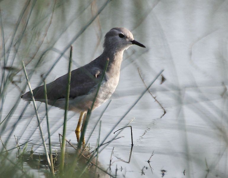 File:White-tailed Lapwing I MG 9541.jpg