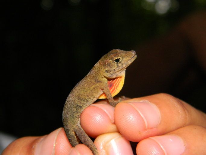 File:Anolis parvicirculatus.jpeg