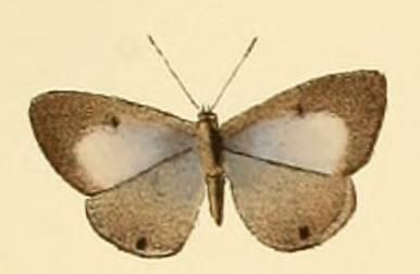 File:Anthene princeps.JPG