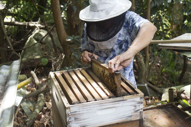 File:Beekeeper Seychelles.jpg