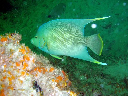 File:Bermuda blue angelfish.jpg