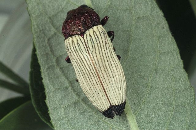 File:Castiarina bimaculata Mt Surprise.jpg