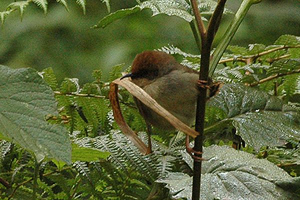 File:Chubbs cisticola.jpg