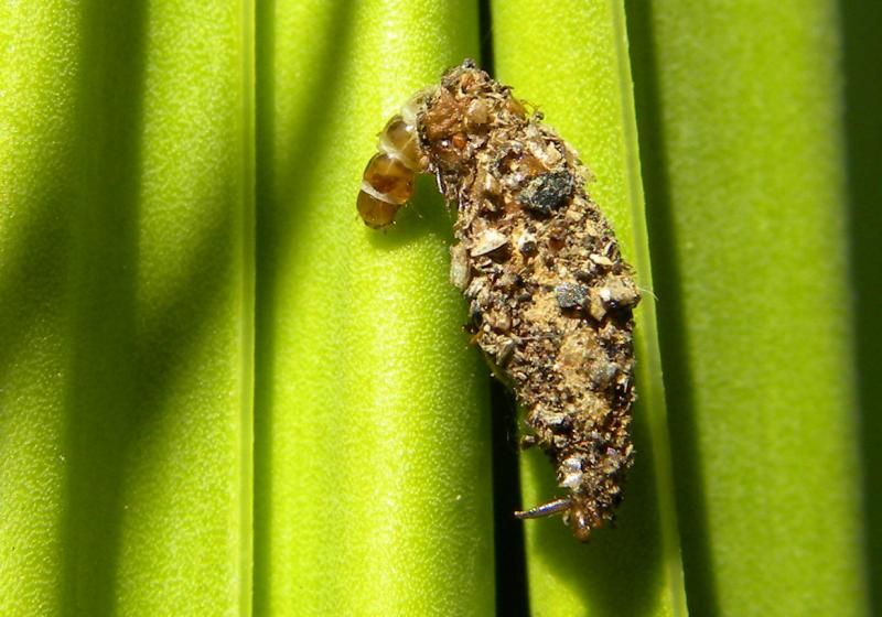 File:Diplodoma laichartingella caterpillar in case.jpg