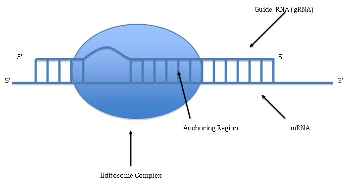 File:Editosome.PNG