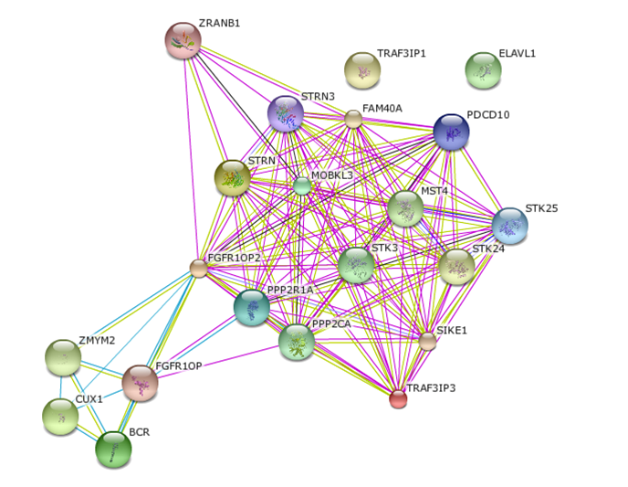 File:FGFR1OP2 interacting proteins.png