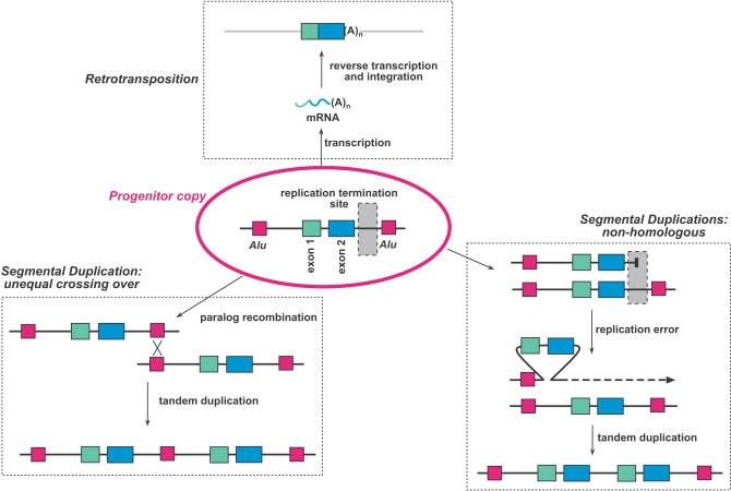 File:Gene Duplication.jpg