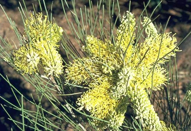 File:Hakea lorea flowers.jpg