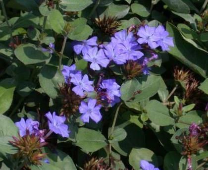 File:Leadwort, Hardy Blue Plumbago (Ceratostigma plumbaginoides).jpg