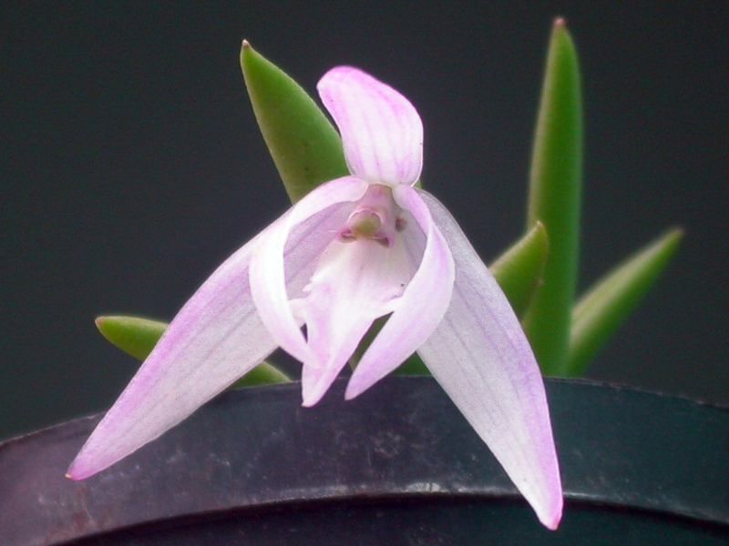 File:Leptotes unicolor2.jpg