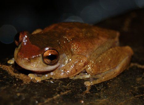 File:Litoria rheocola face.JPG