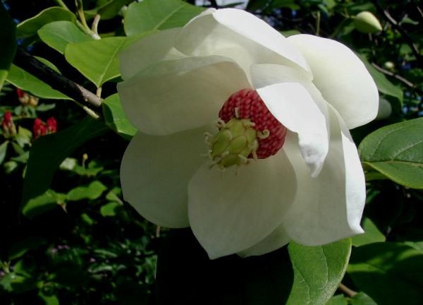 File:Magnolia-sieboldii.JPG