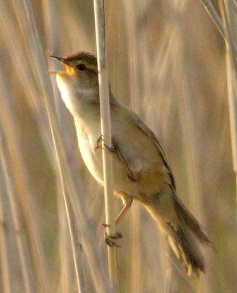 File:Marsh Grassbird.jpg