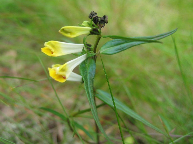 File:Melampyrum pratense.jpeg