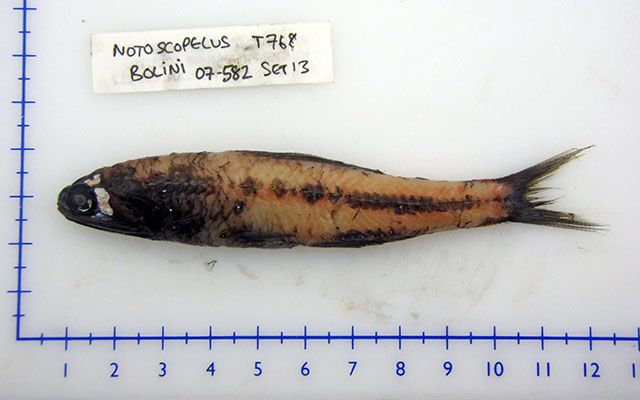 File:Notoscopelus bolini.jpg