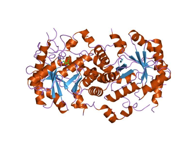 File:PDB 1e51 EBI.jpg