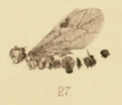 File:Pimpla decessa 1890 pl3 Fig27.png