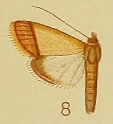 File:Pl.41-fig.08-Pseudonoorda rubricostalis (Hampson, 1910) (Noorda).JPG