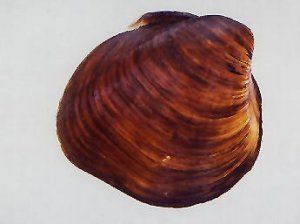 File:Pleurobema plenum.jpg