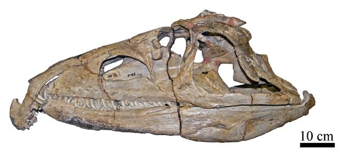 File:Proterosuchus fergusi 43.jpg