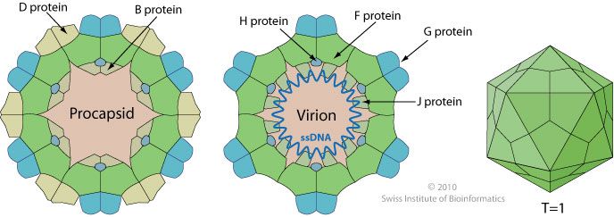 File:Sinsheimervirus virion.jpg