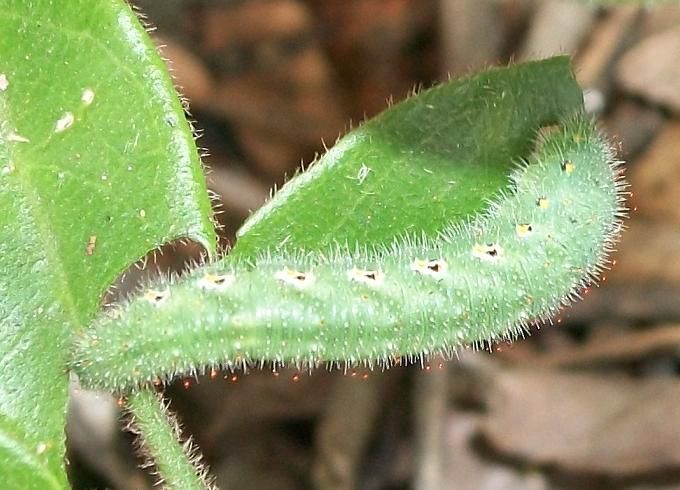 File:Smoky Orange Tip larva 07 11 2010.JPG