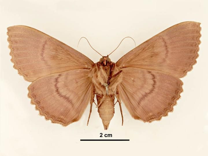 File:Speiredonia spectans female ventral.jpg