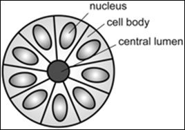 File:Structure of a rosette in pathology.jpg