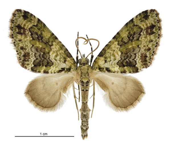 File:Tatosoma alta male.jpg