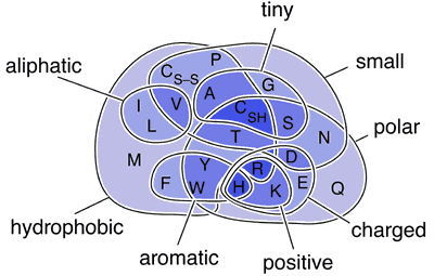 File:Amino Acids Venn Diagram.png