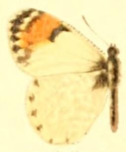 File:Anthocharis julia.JPG