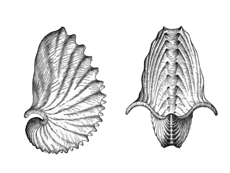 File:Argonauta argo shell.jpg