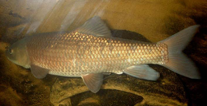 File:Barbus Callensis.PNG